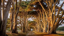 Load image into Gallery viewer, Cypress Grove
